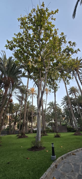 Gartenanlage Hotel Riu Palace Oasis