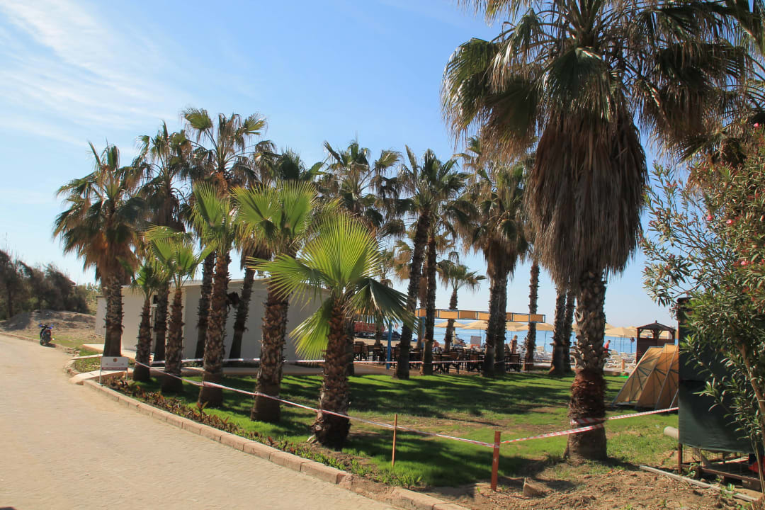 Palmen und viel Grün am Strand Asteria Collection Side