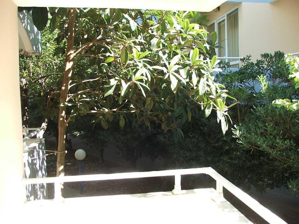 Egzotyczna roślinność prawie w pokoju Hotel Kathrin Beach