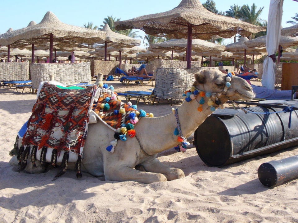 "Transporter" am Strand Jaz Makadi Saraya Resort