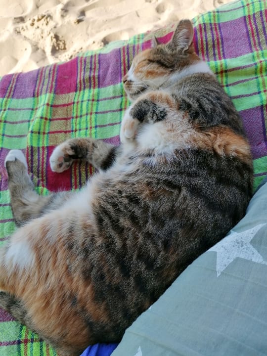 Sonstiges Side Sun Hotel