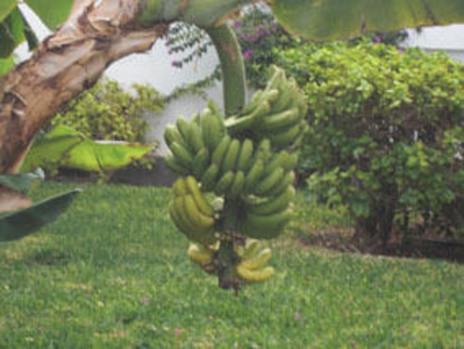 Lecker Bananen im Hotelgarten Relaxia Olivina