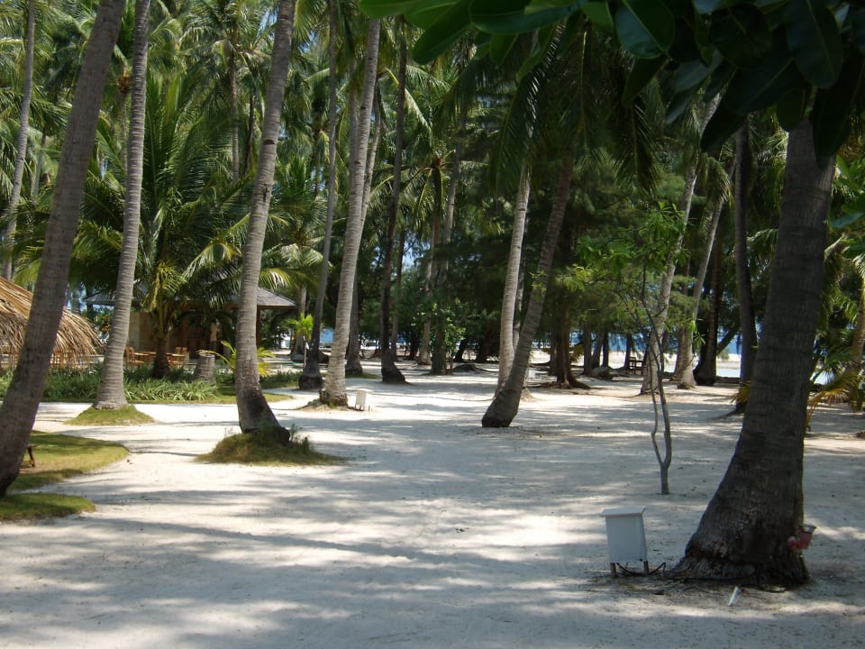 Palmen überall! Kura Kura Resort