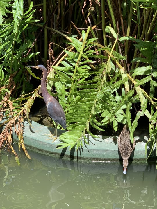 Sonstiges Hotel Grand Palladium Palace Resort, Spa & Casino