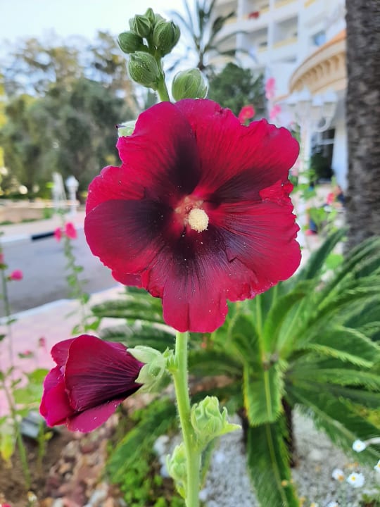 Gartenanlage Marhaba Royal Salem