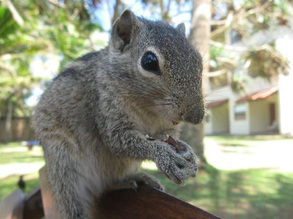 Süßes Streifenhörnchen Mermaid Hotel & Club
