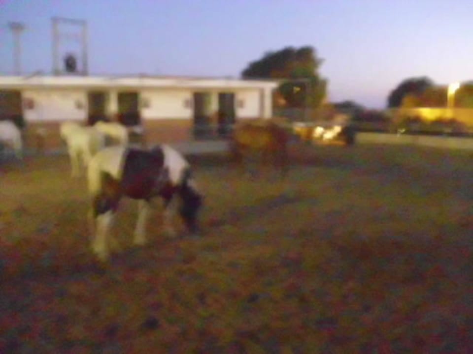 Pferde-Ranch Sun Club Eldorado