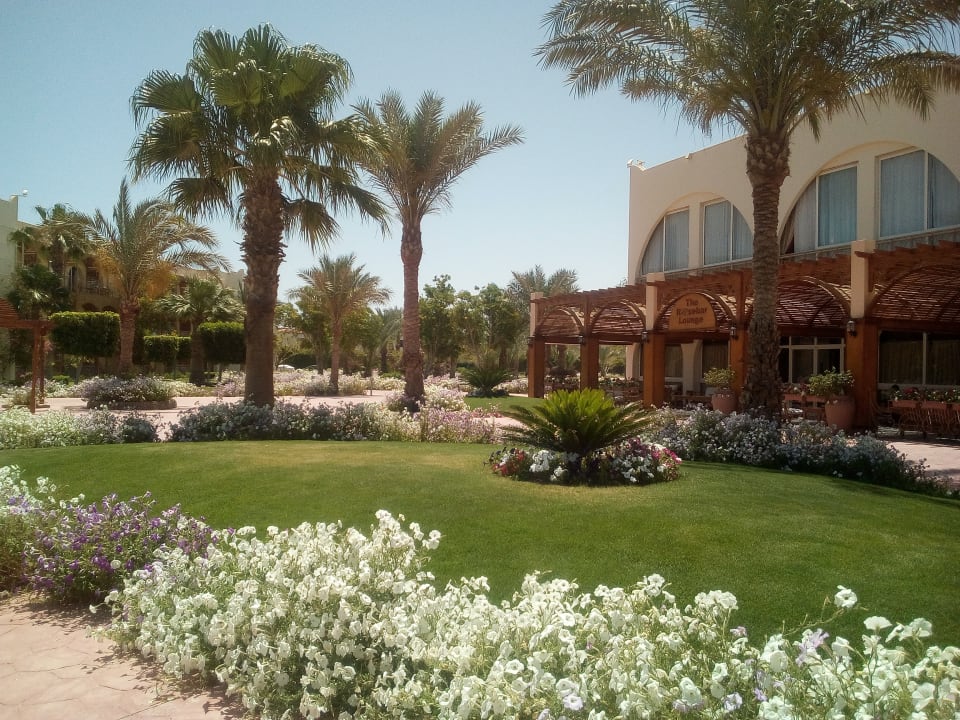 Gartenanlage Desert Rose