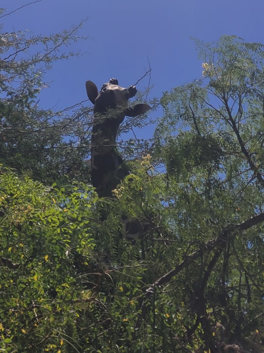 Gartenanlage Lopesan Baobab Resort