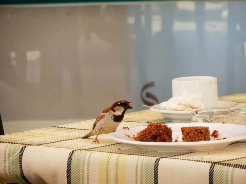 Besucher beim Vesper Grand Seker Hotel