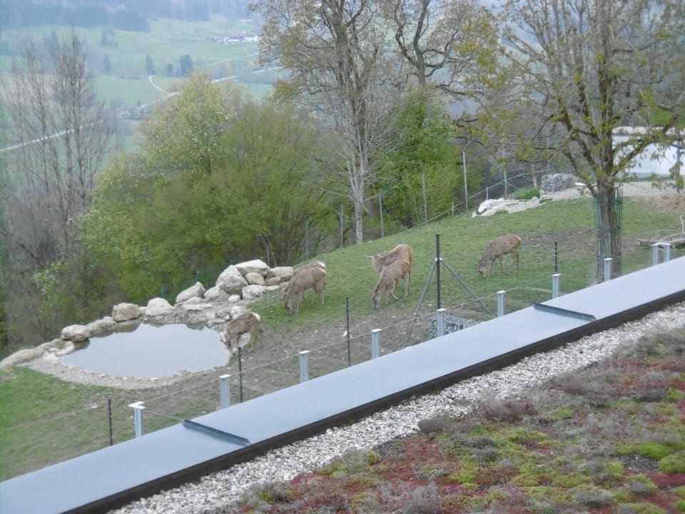 Hirsch- & Ziegengehege Bergkristall - Mein Resort im Allgäu