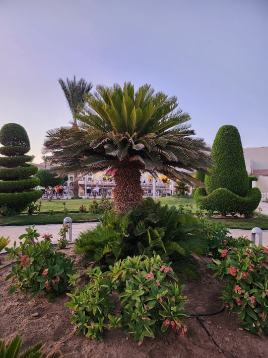 Gartenanlage Pickalbatros Dana Beach Resort - Hurghada