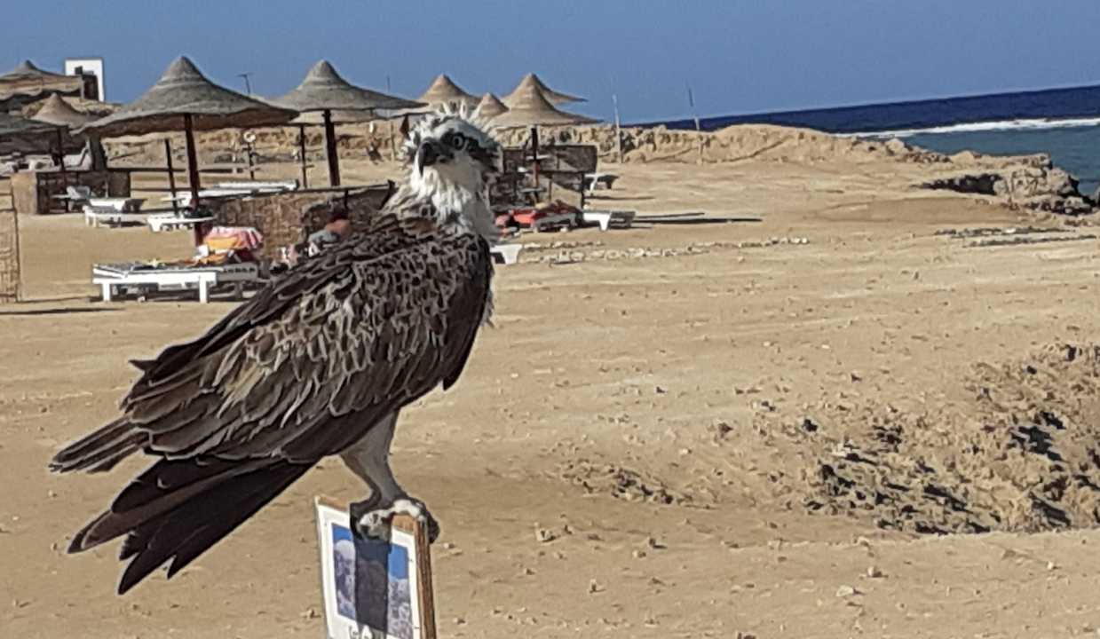 Weißkopfseeadler am Hotel Wadi Lahmy Azur Resort