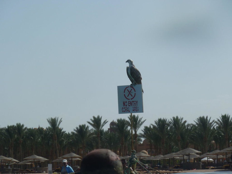 Seeadler Grand Makadi