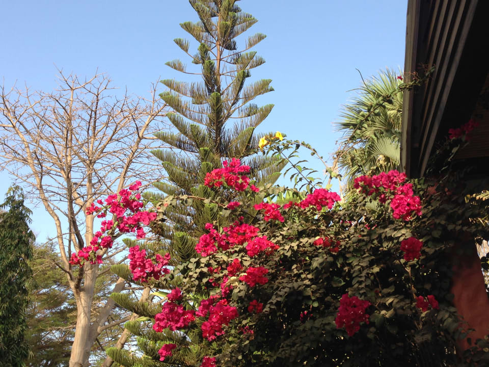 Gartenanlage Hotel Senegambia Beach