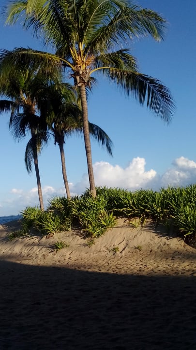 Ausblick Grand Paradise Playa Dorada