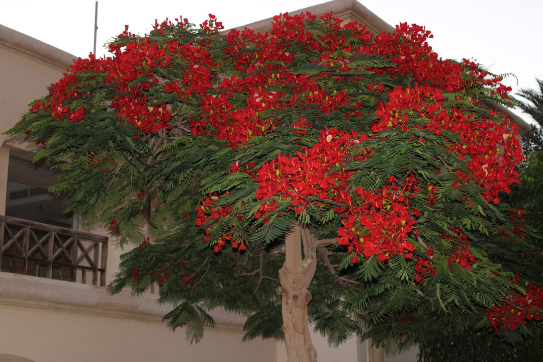 Gartenanlage Stella Beach Resort & Spa Makadi Bay