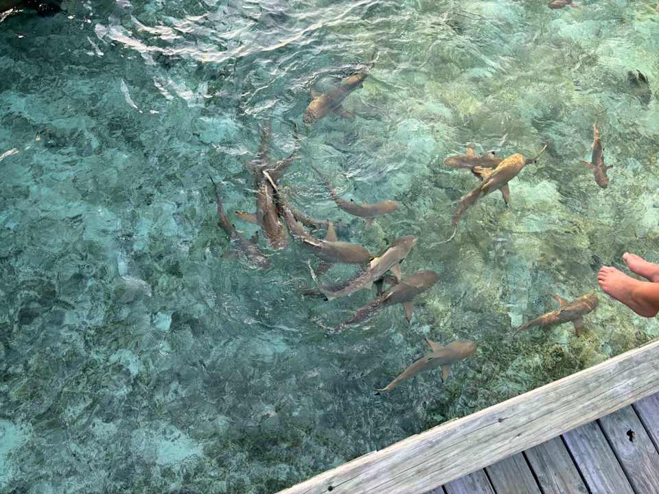 Strand Centara Ras Fushi Resort & Spa Maldives