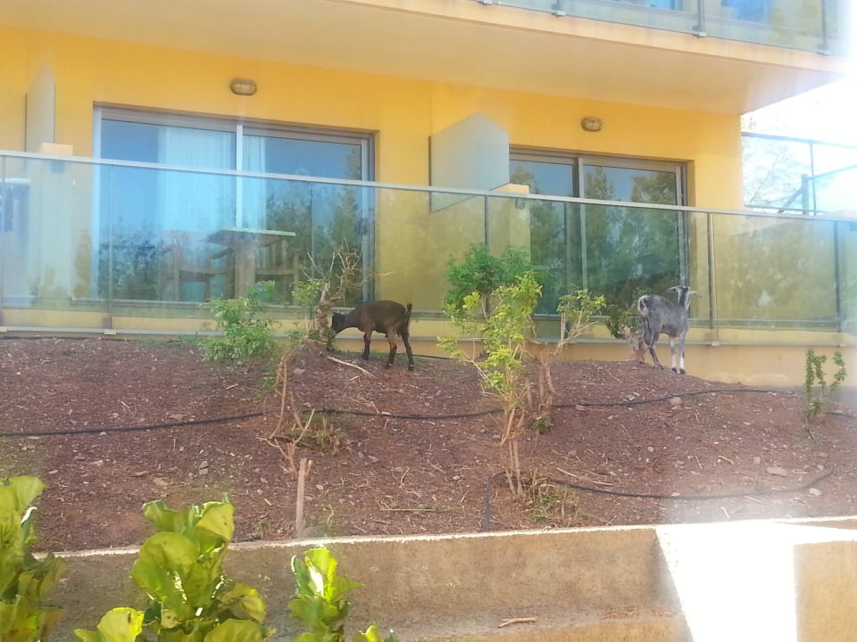 Kozy w Hotelu SBH Club Paraiso Playa