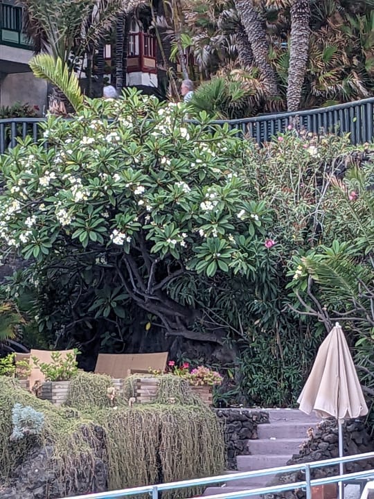 Gartenanlage Hacienda San Jorge