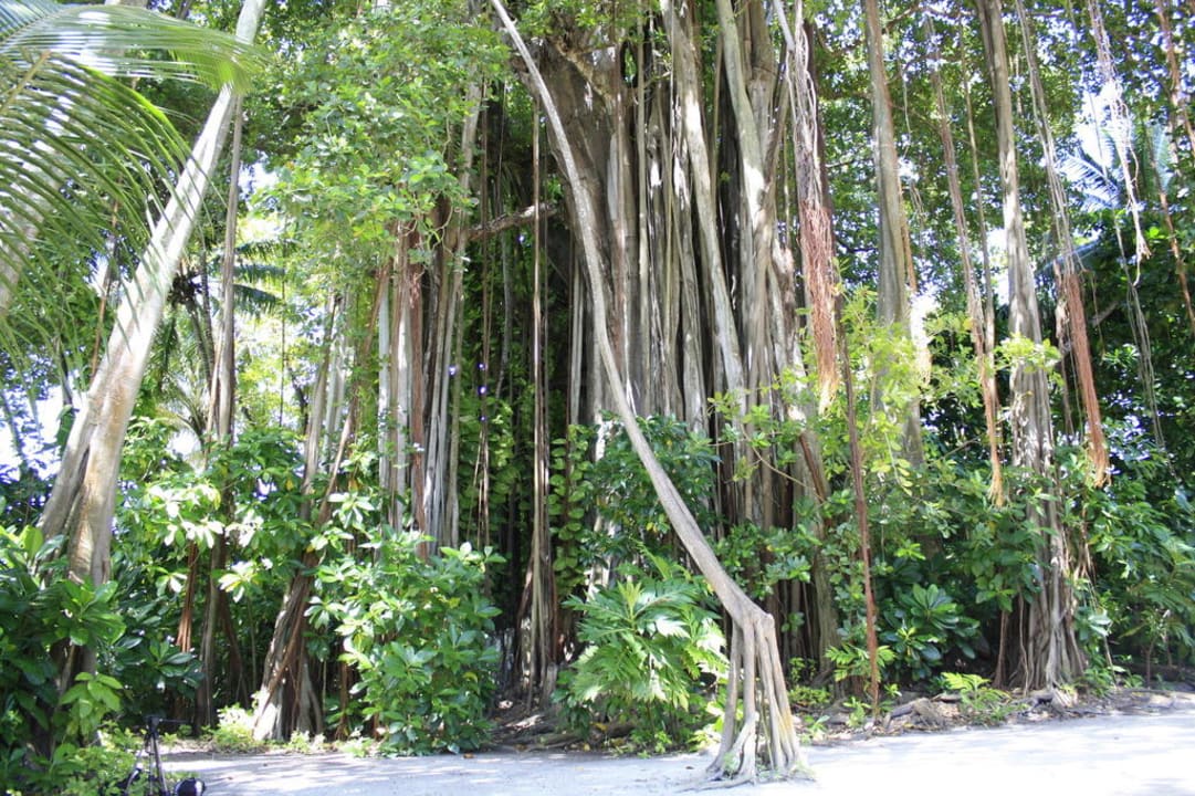 300 Jahre alter Feigenbaum Kuramathi Maldives