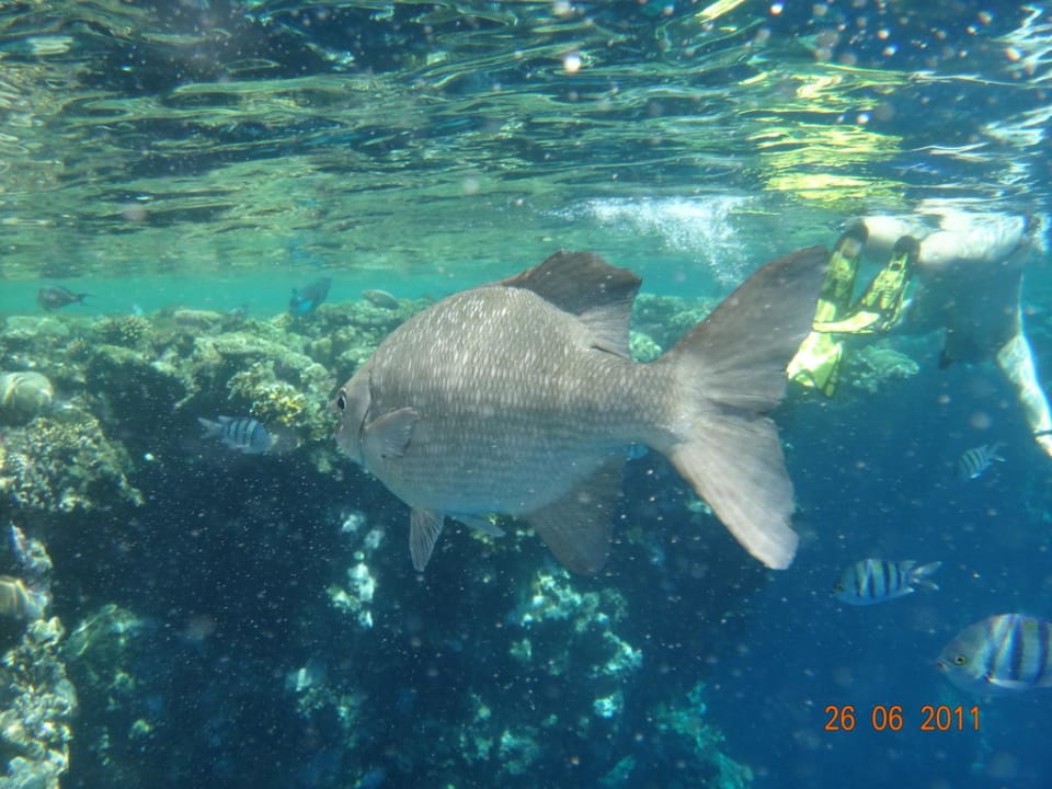 Grand Hotel Sharm el Sheikh The Grand Hotel Sharm El Sheikh