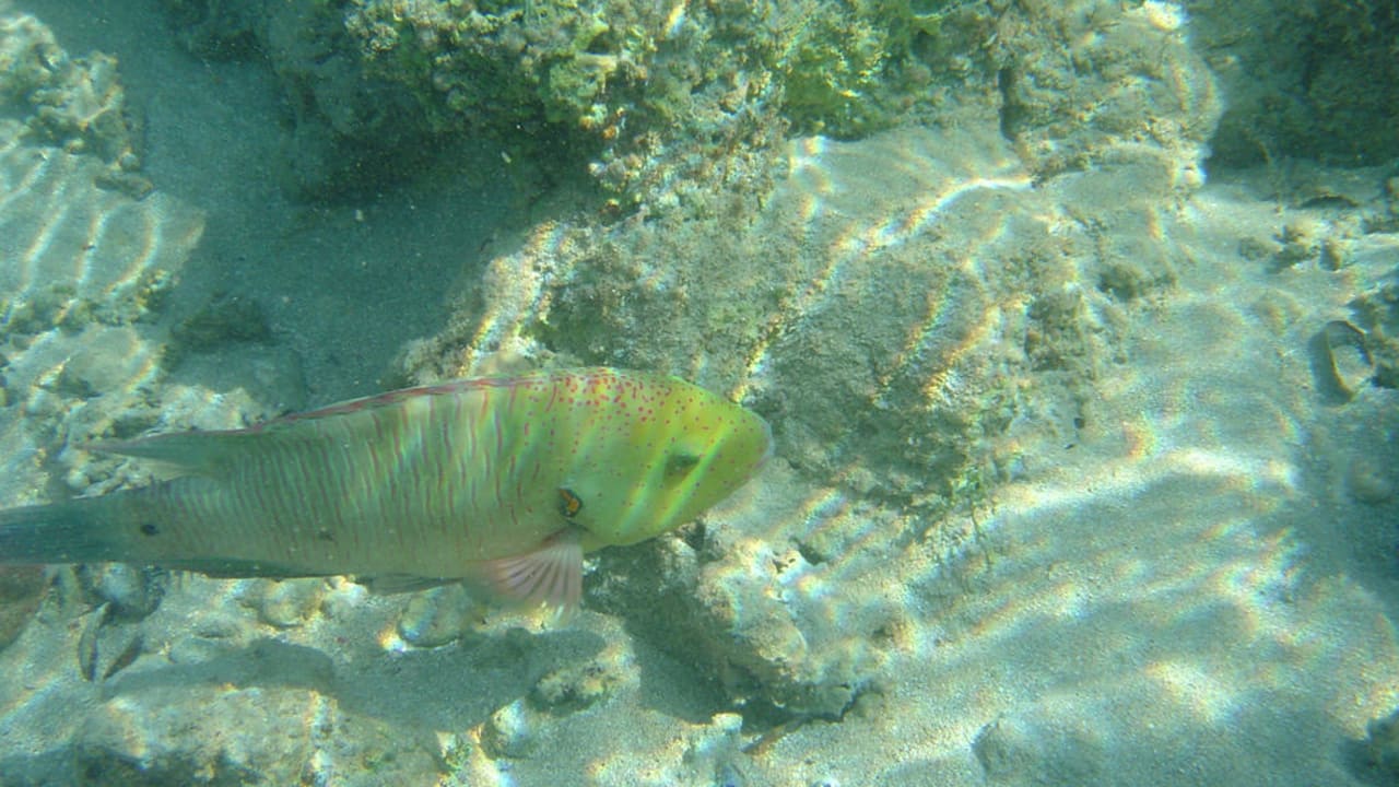 Schnorchelbild im Meerpool Sentido Akassia Beach