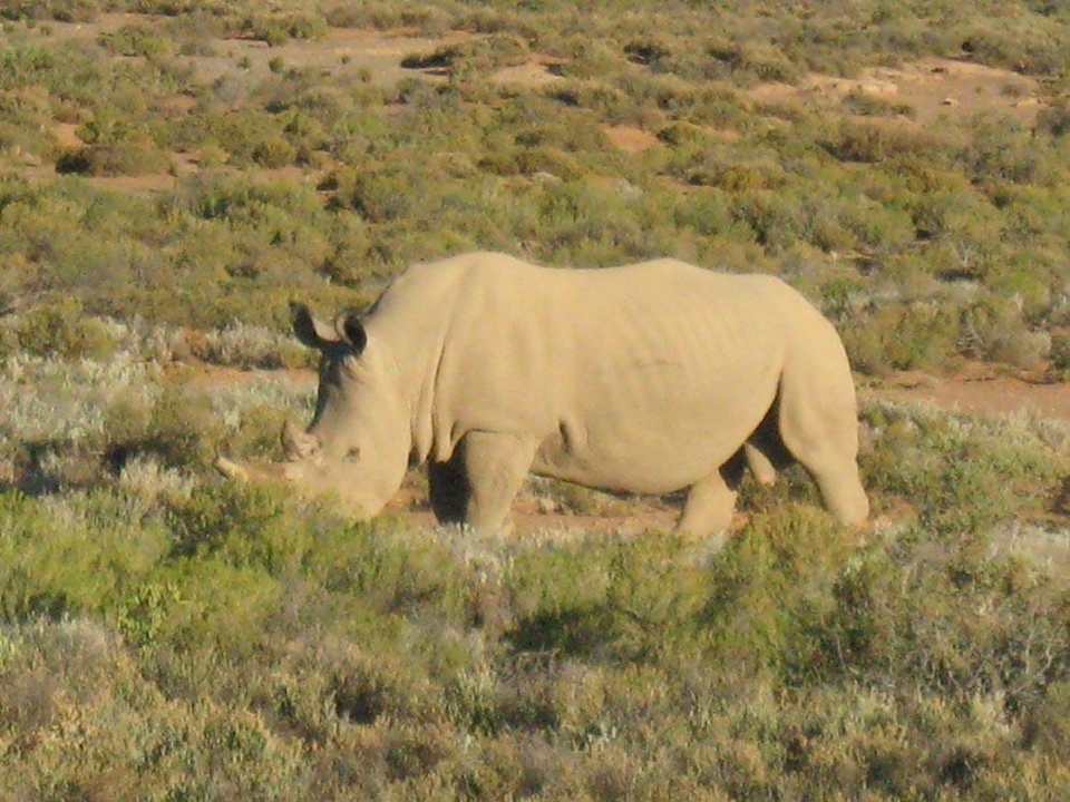 Bei der Safari auf dem Gelände Sanbona Wildlife Reserve - Gondwana Lodge