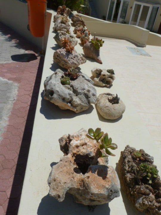 Kakteen am Weg Richtung Meer Minos Mare Royal