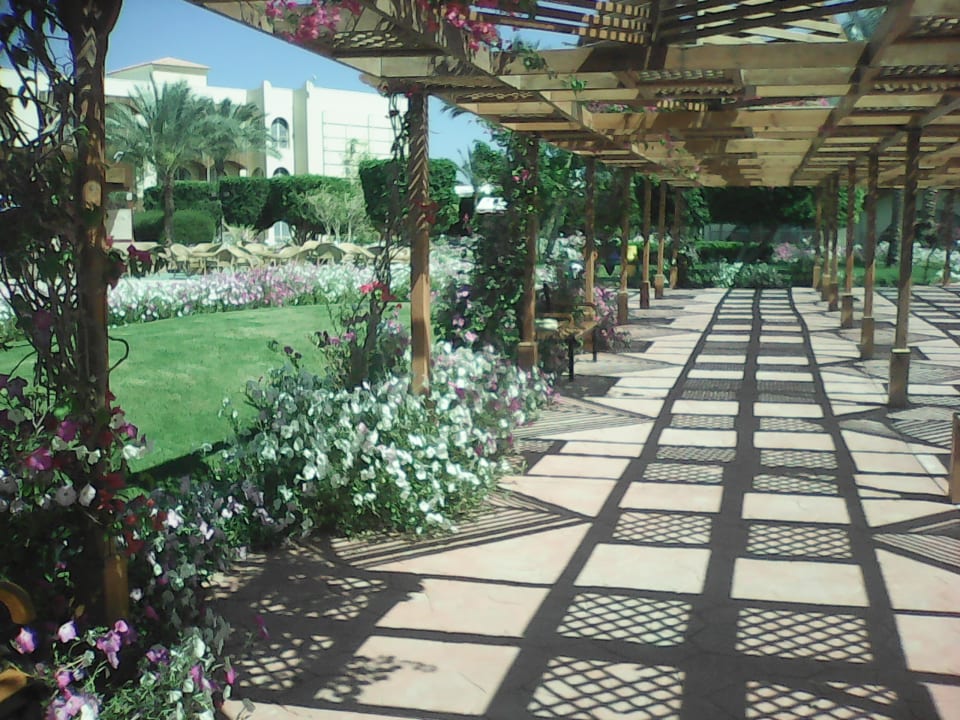 Gartenanlage Desert Rose