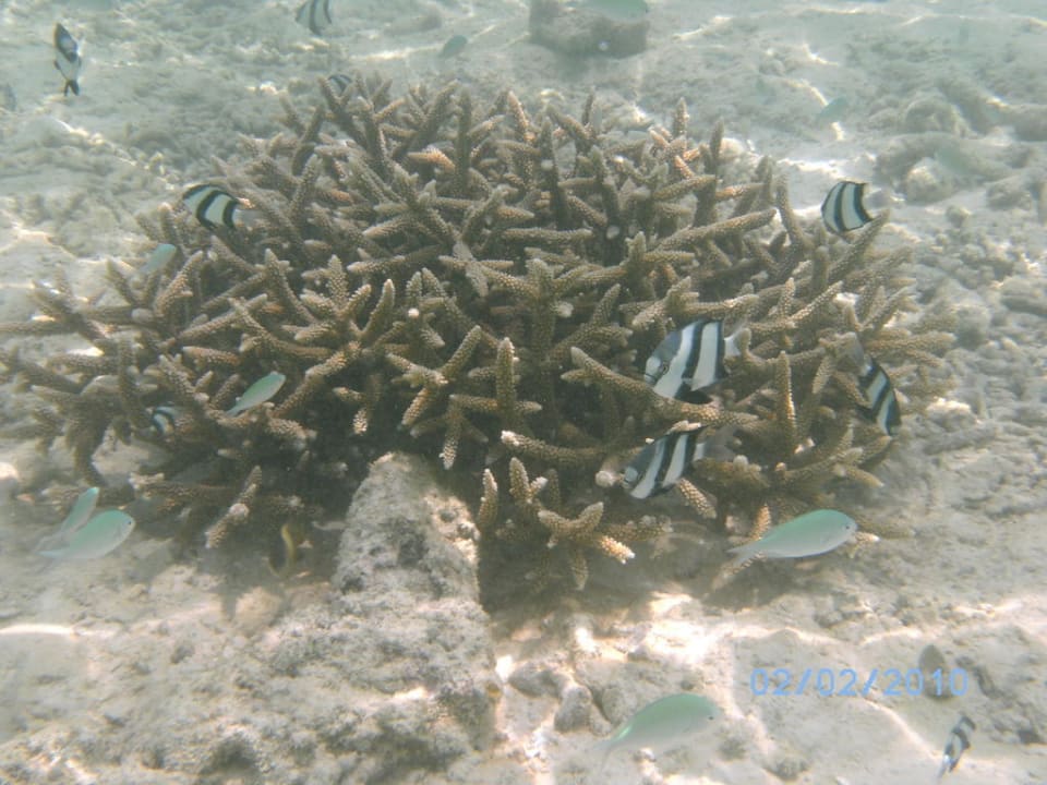 Korallen Kuramathi Maldives