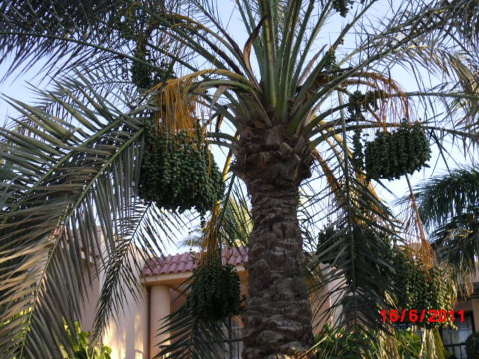 Финики Ali Baba Palace Hotel