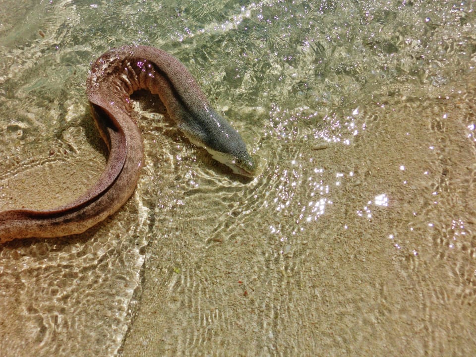 Muräne Summer Island Maldives