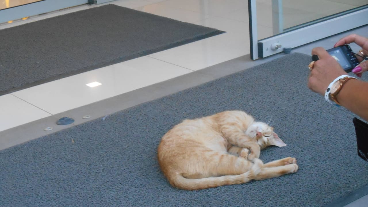 Hauseigene Katze allsun Hotel Carolina Mare