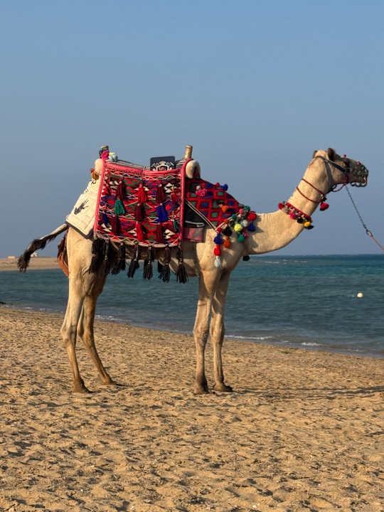 Strand SUNRISE Anjum Resort Marsa Alam
