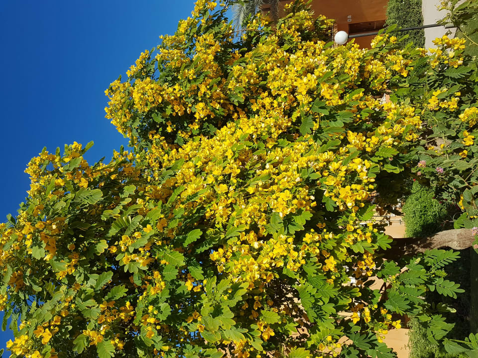 Gartenanlage Stella Garden Resort & Spa, Makadi Bay