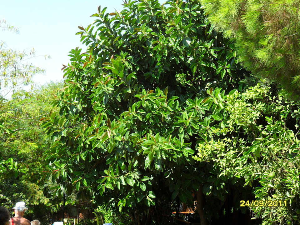 Natur pur Can Garden Beach