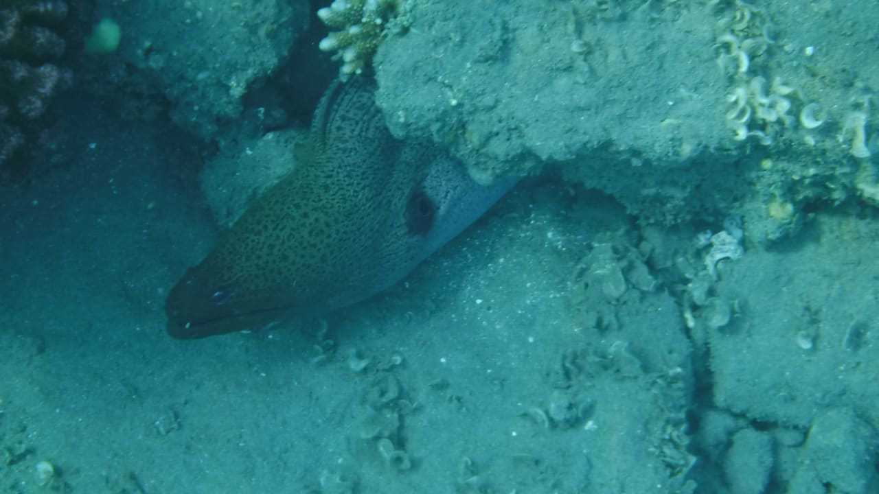 Sport & Freizeit Malikia Resort Abu Dabbab