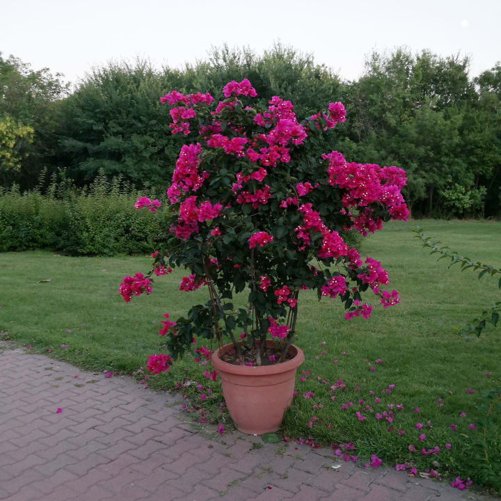 Gartenanlage Duni Royal Holiday Village