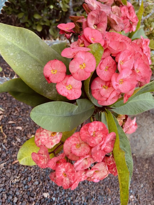 Gartenanlage ROBINSON JANDIA PLAYA