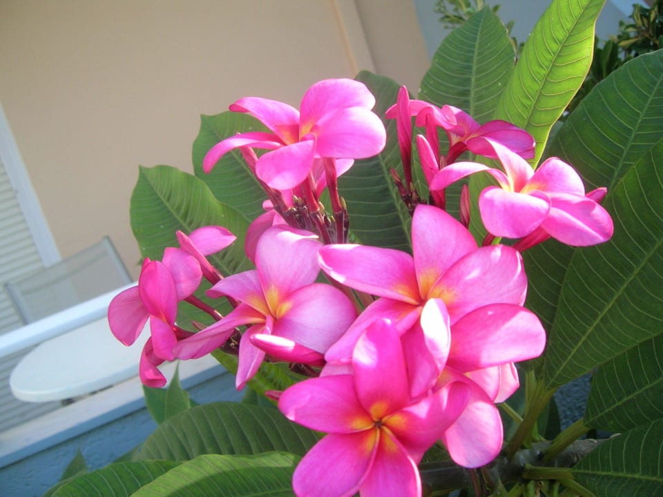 Plumeria flowers Hotel Kathrin Beach