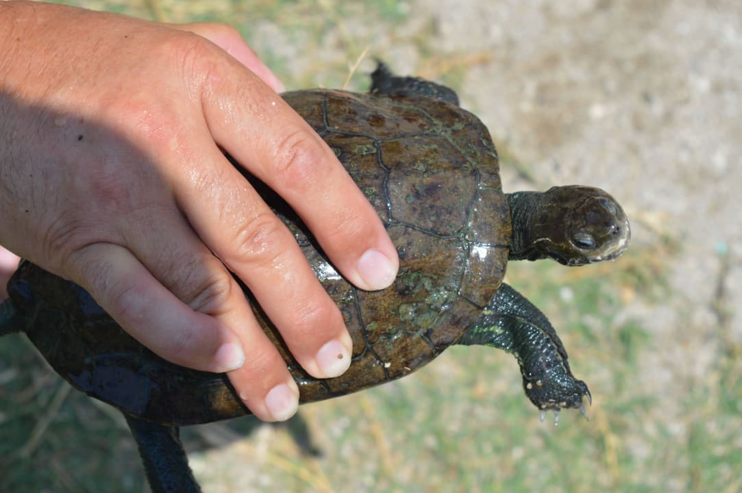 Żółwie Hotel Athos Palace