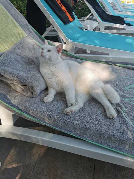 Pool Can Garden Beach