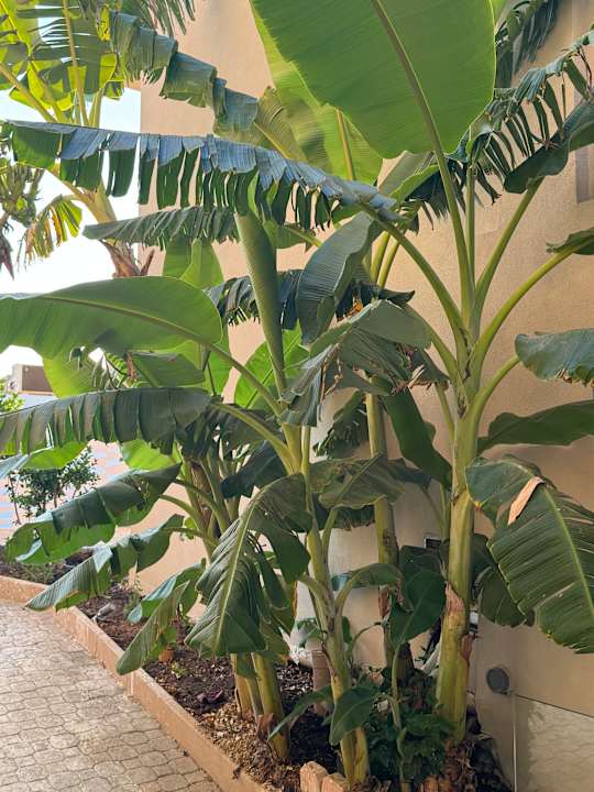 Gartenanlage Τhe Noverian Antama Organic Beach Resort Chania