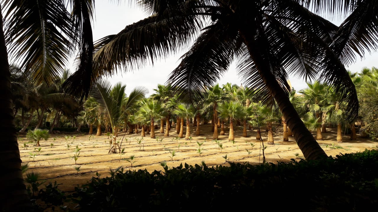 Gartenanlage Hotel Riu Funana