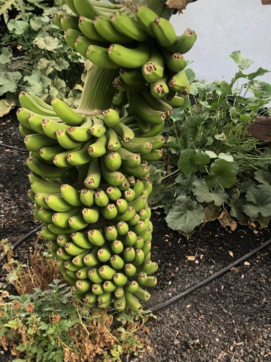 Gartenanlage Bio Finca - Las Tenerías