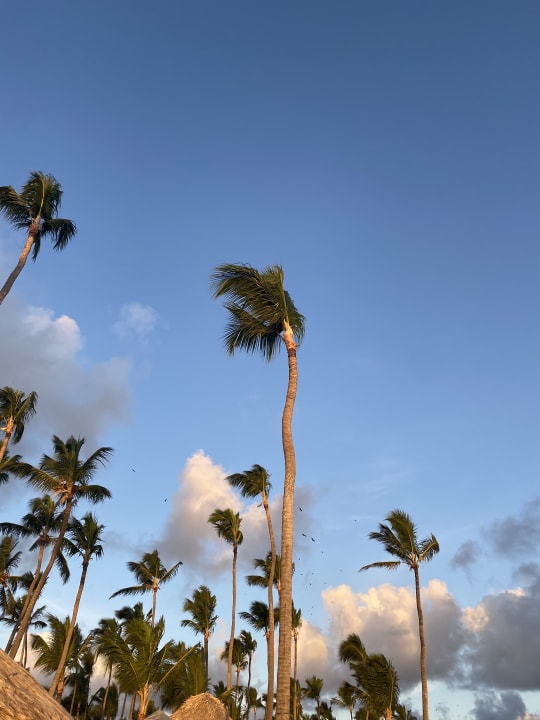 Strand Dreams Royal Beach Punta Cana
