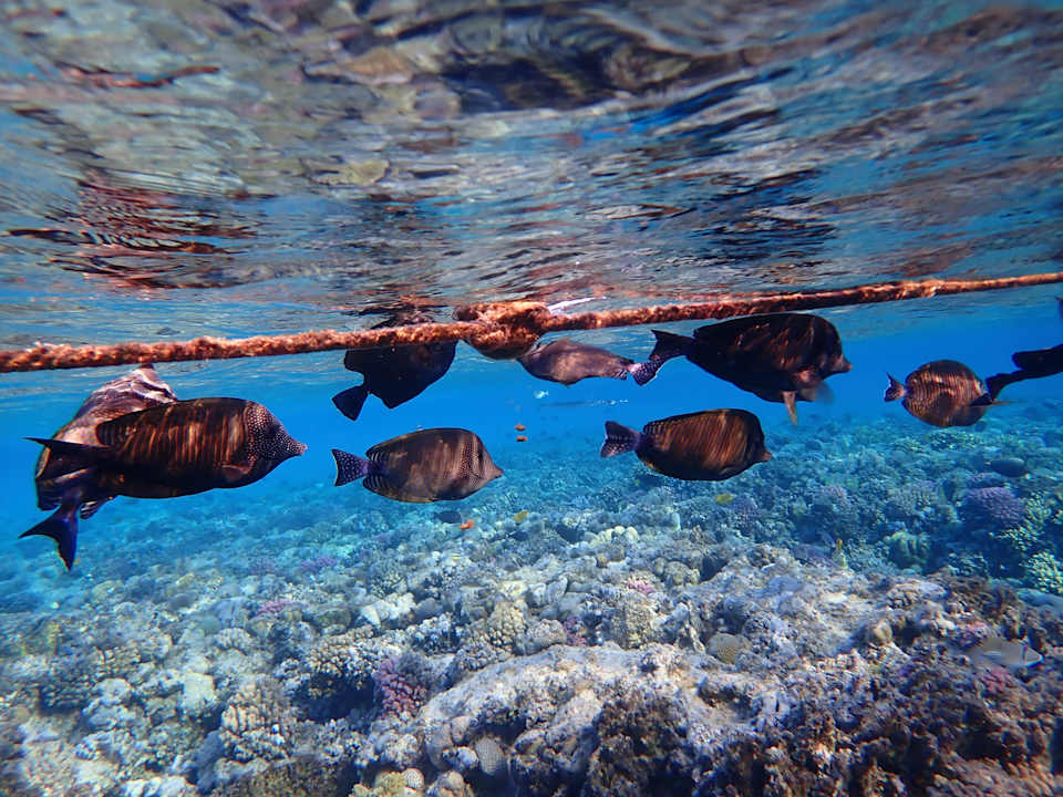 Sport & Freizeit Malikia Resort Abu Dabbab