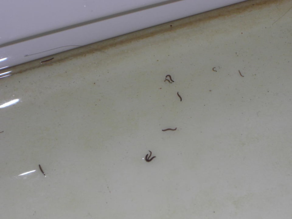 Würmer im Bad Hotel Orfeus Park