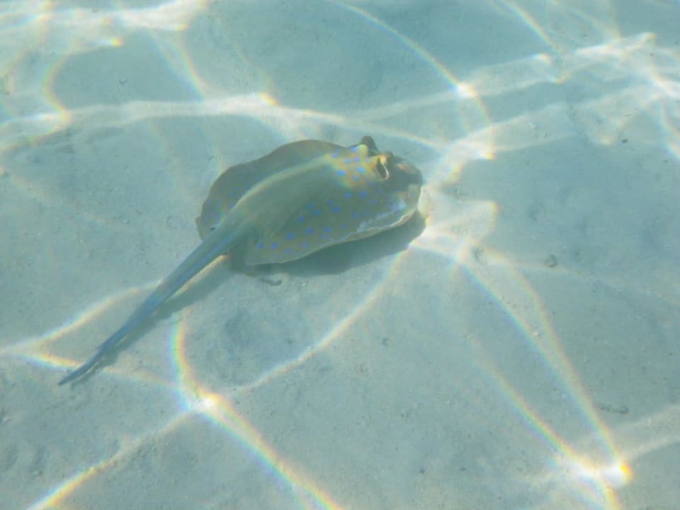 Blaupunkt-Rochen in der Hotellagune Arabia Azur Resort